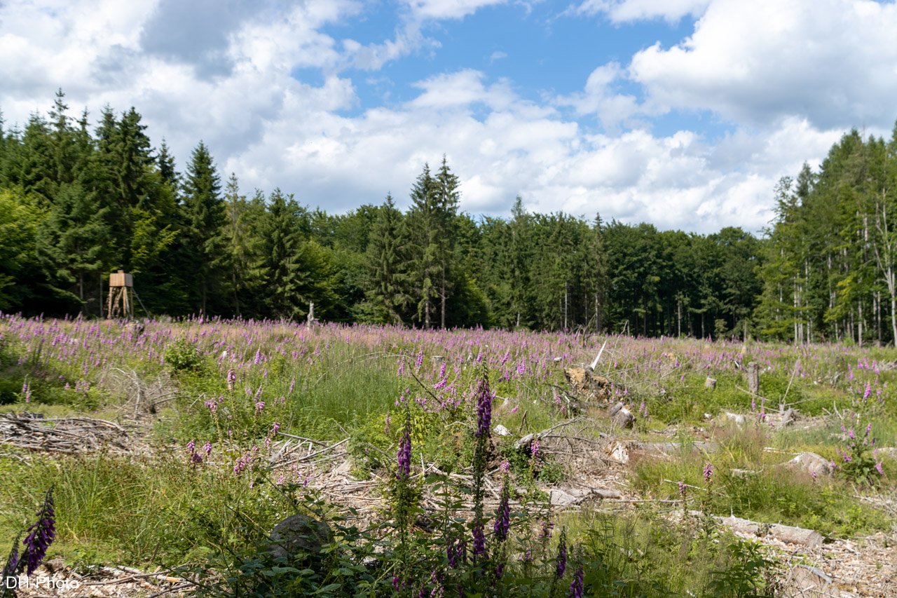 Waldlandschaft